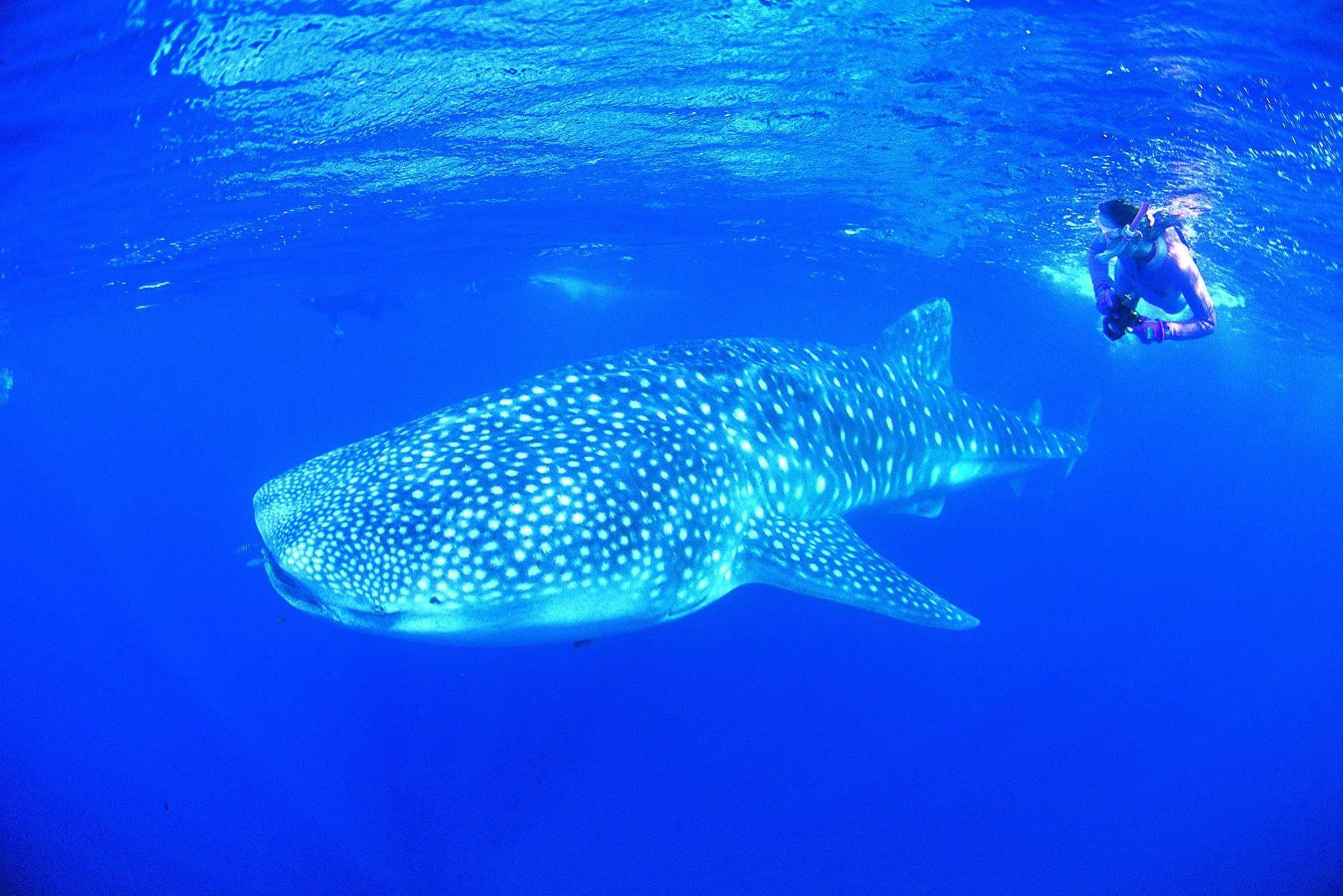 קורל ביי Ningaloo Reef Resort מראה חיצוני תמונה